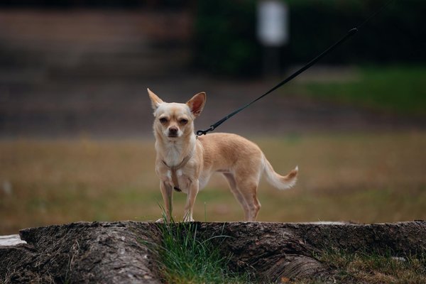 What Are the Challenges Facing the UK Automotive Industry?